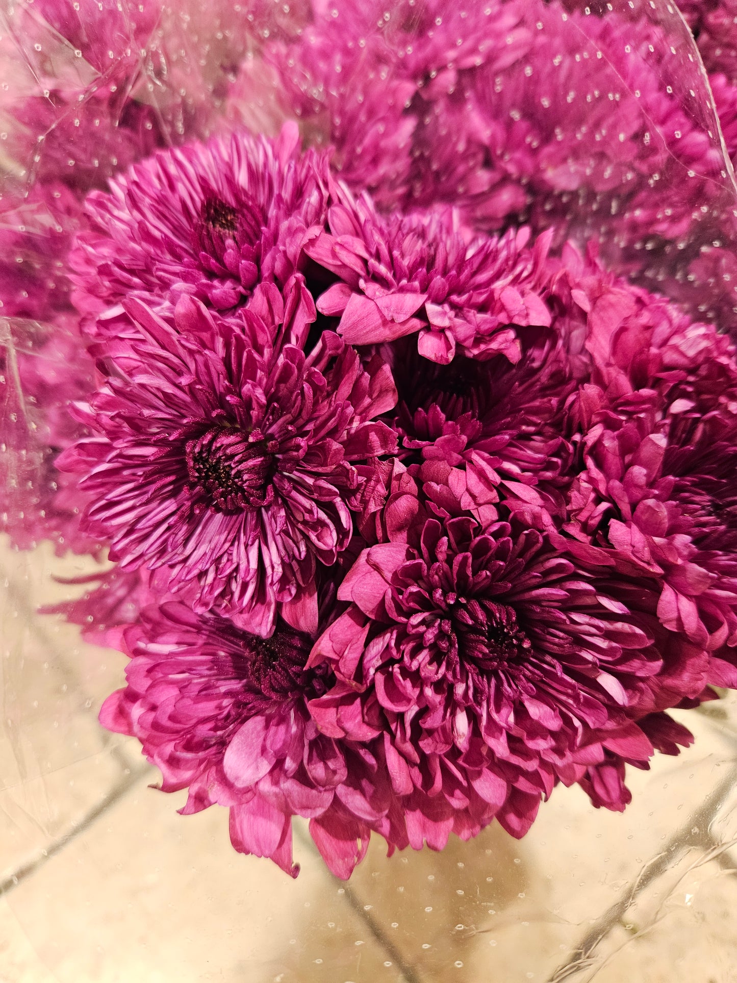 Chrysanthemum snitt