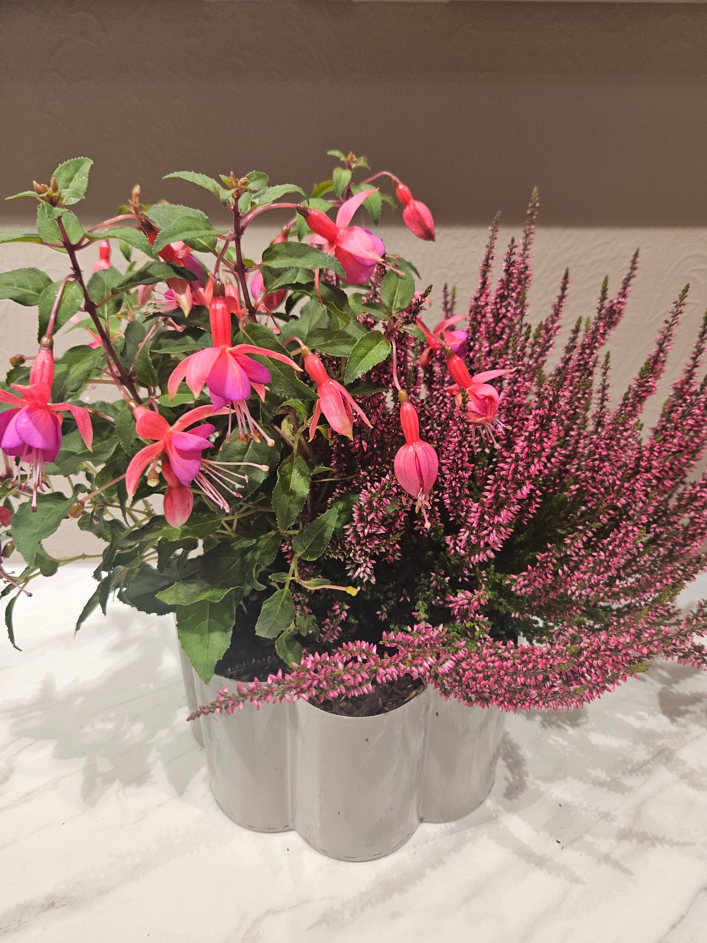 Samanplantning fuksia og lyng