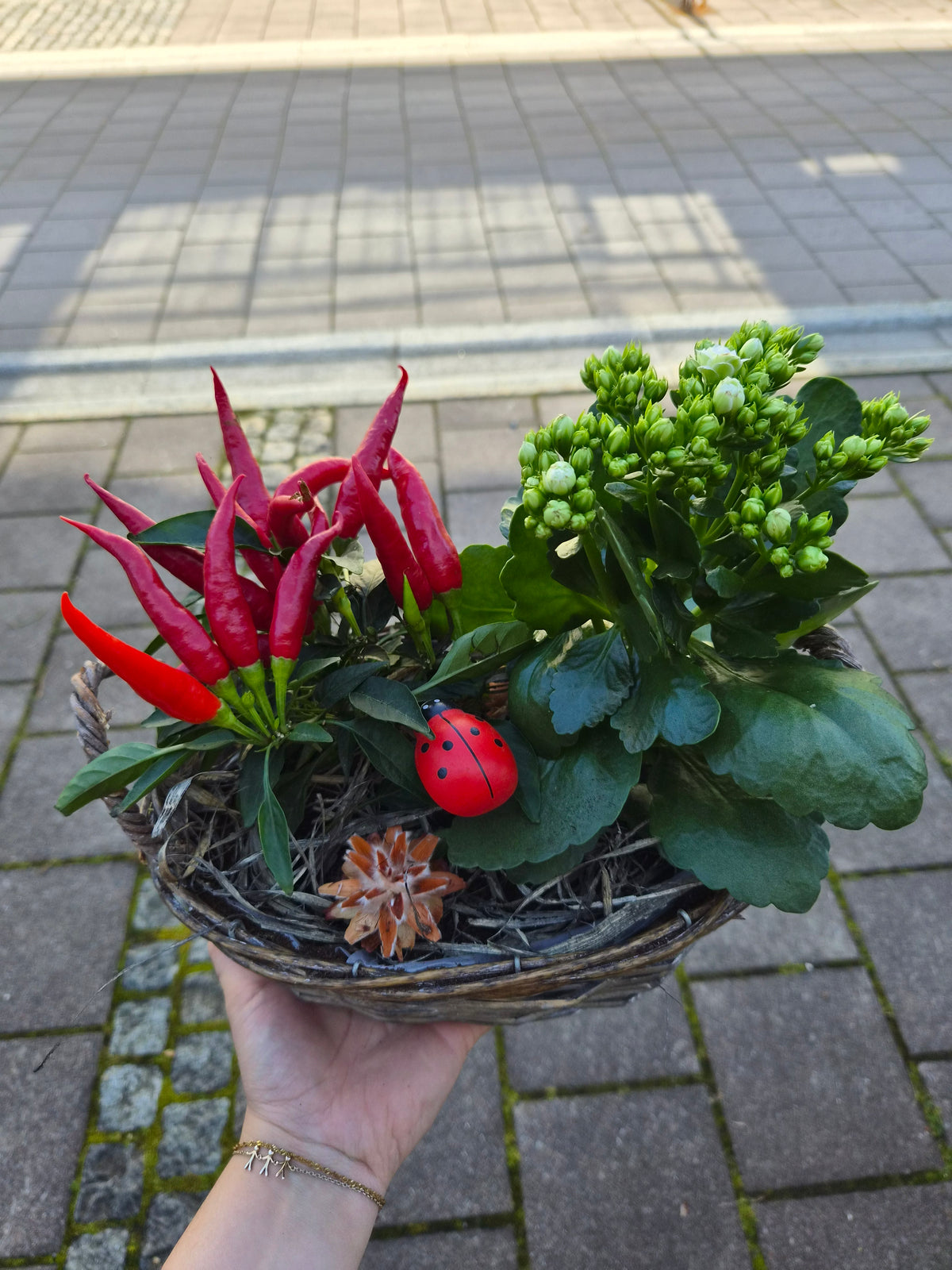Ildtopp og chilliplante
