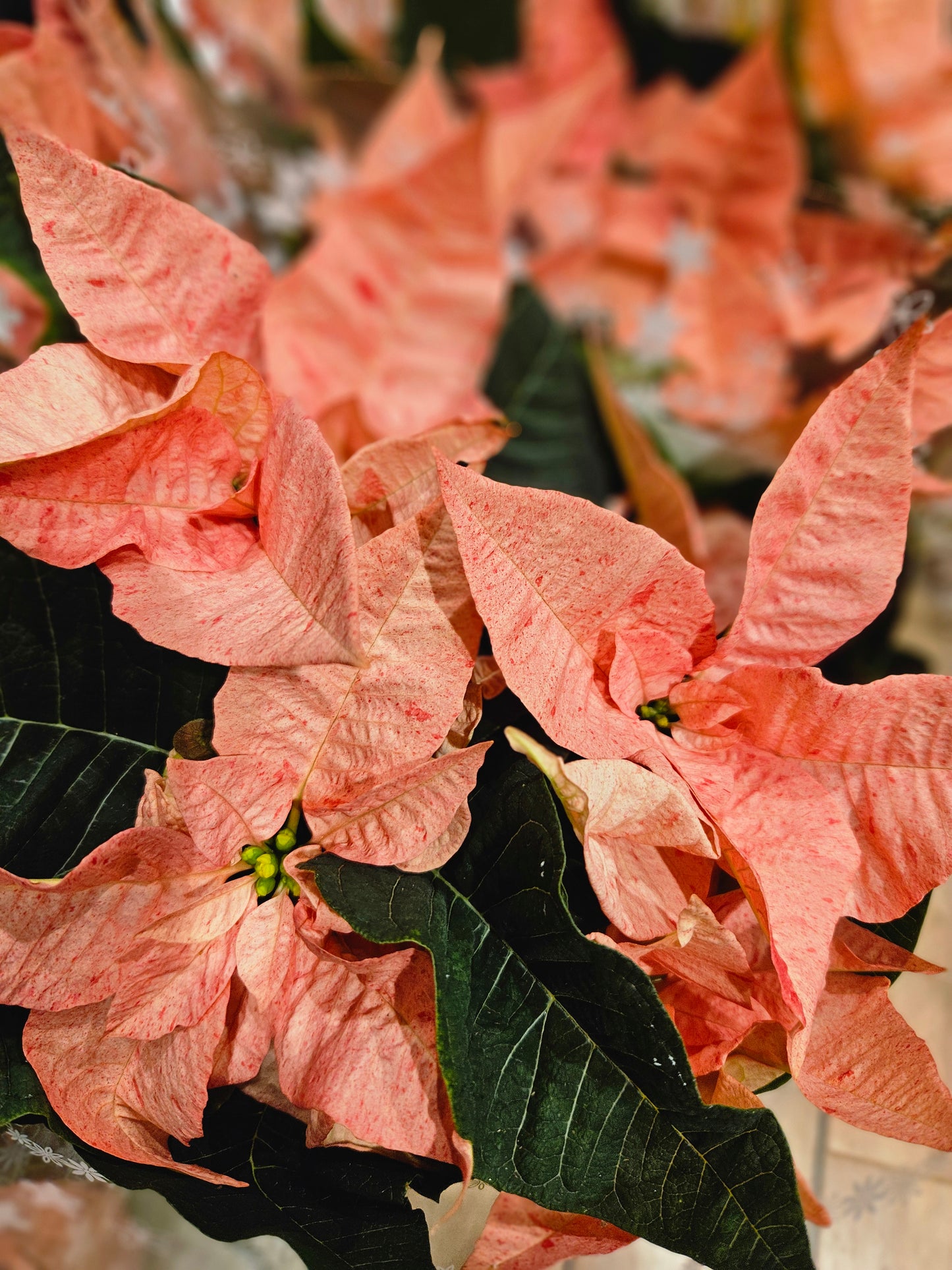 Kanelfarga julestjerne