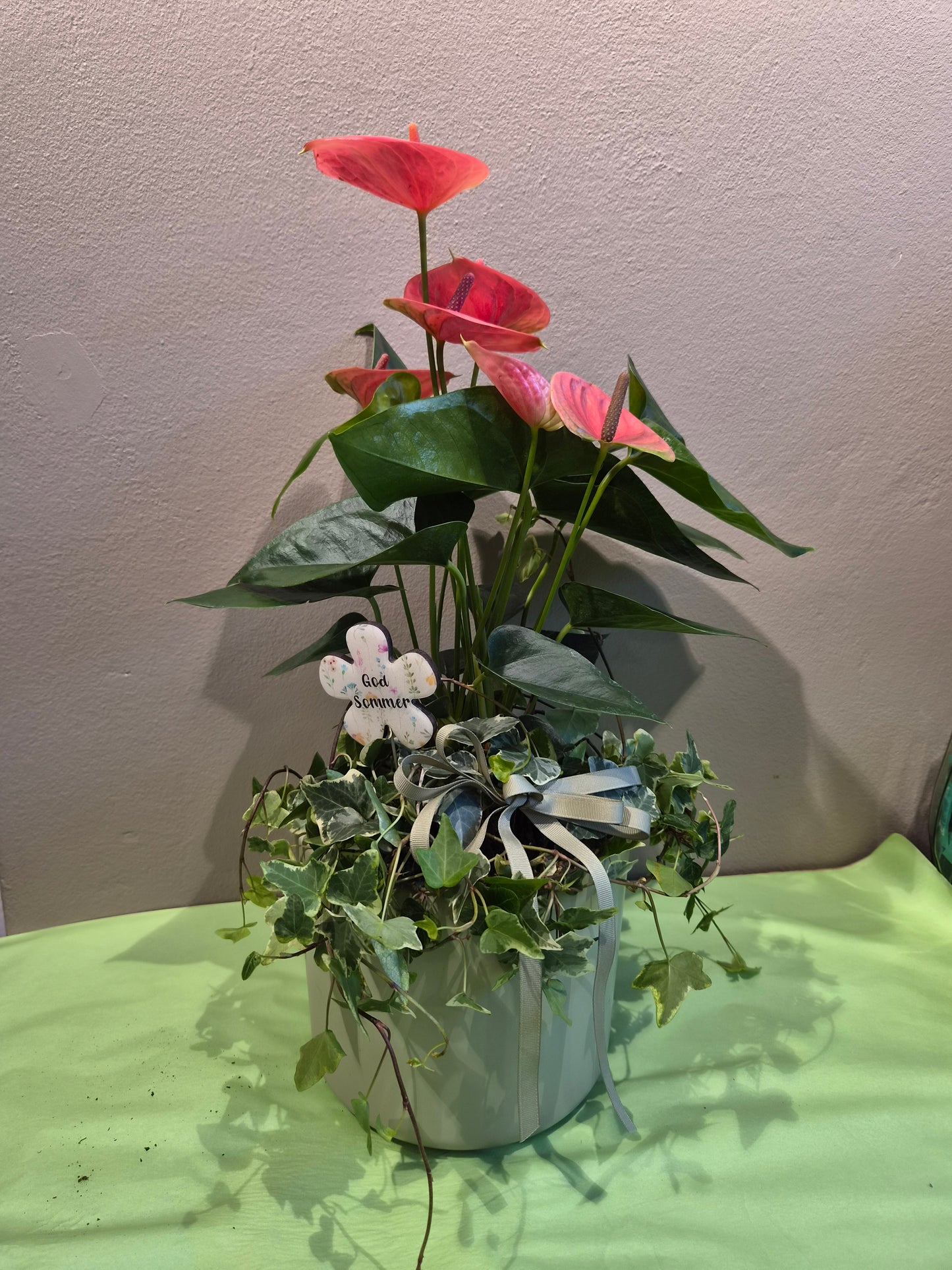 Anthurium planta i krukke