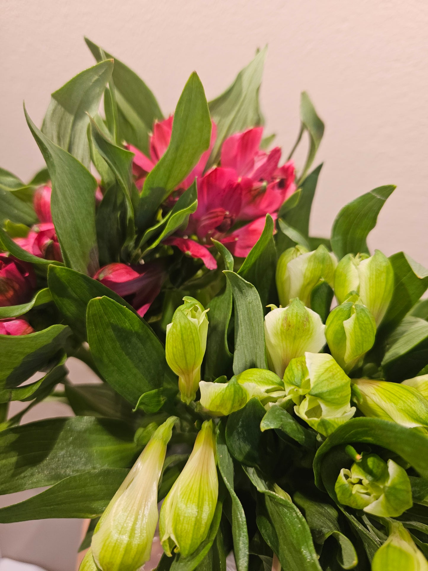 Alstromeria bunt