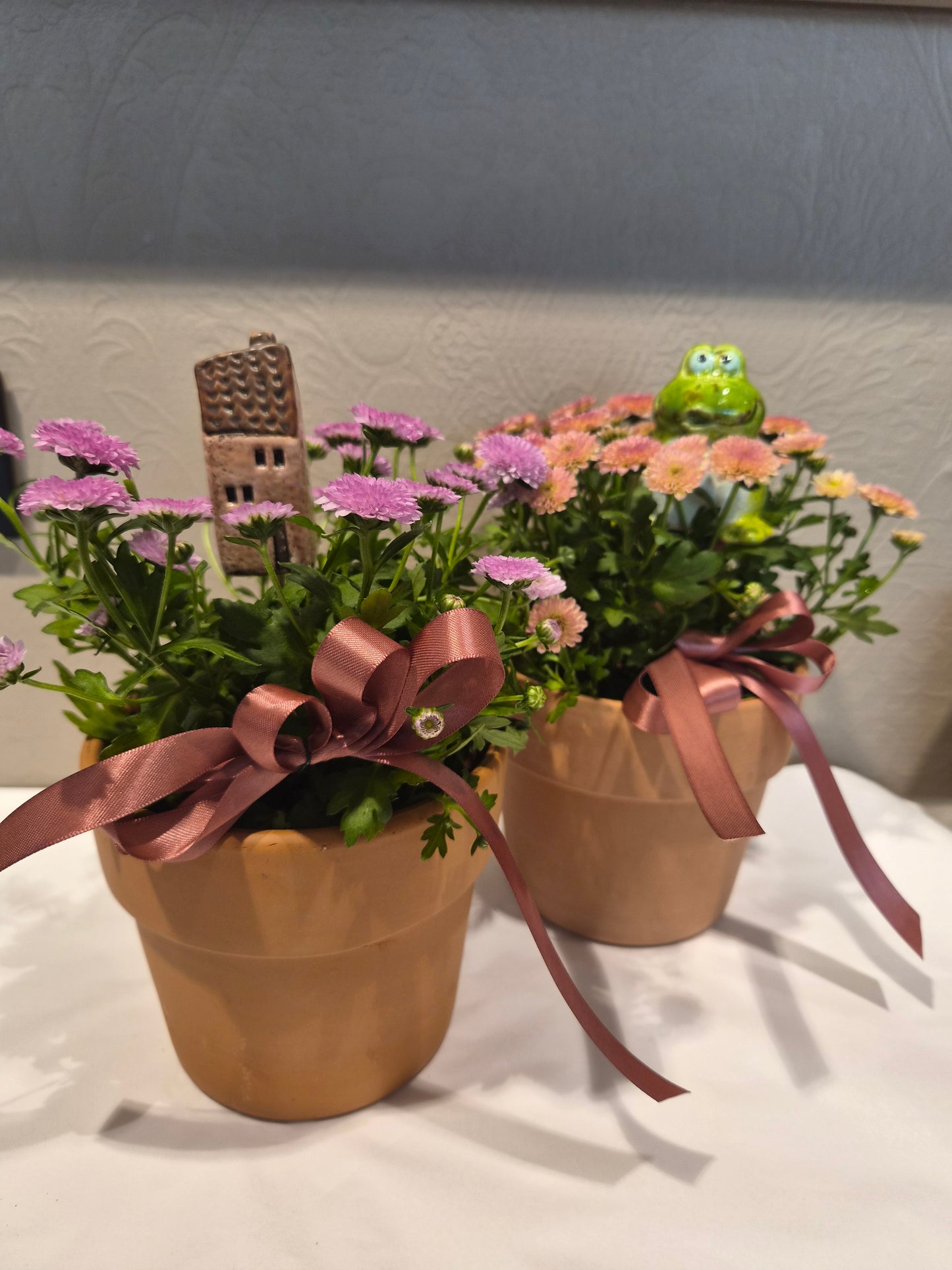 Pynta chrysanthemum i krukke