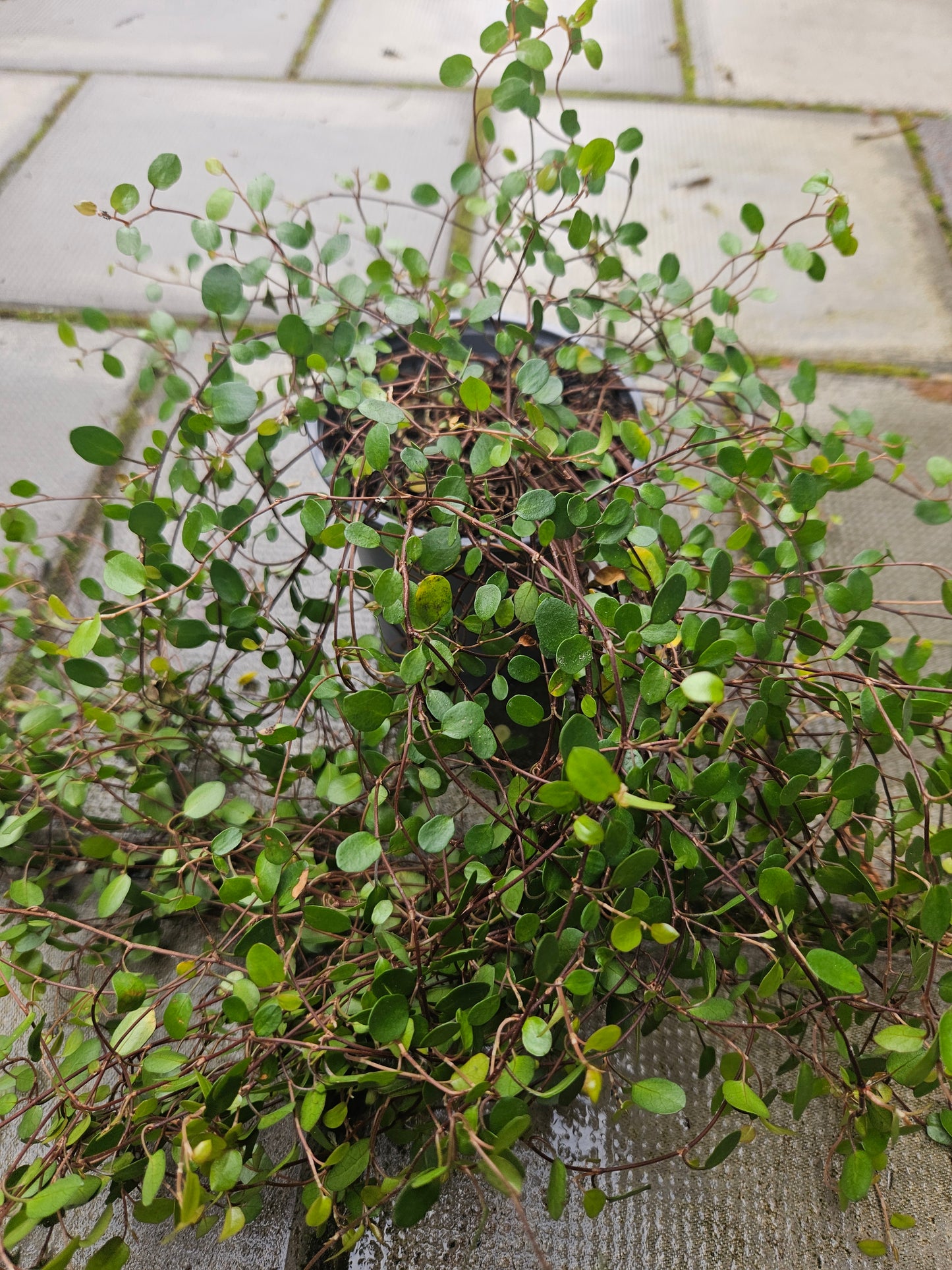 Muehlenbeckia Complexa