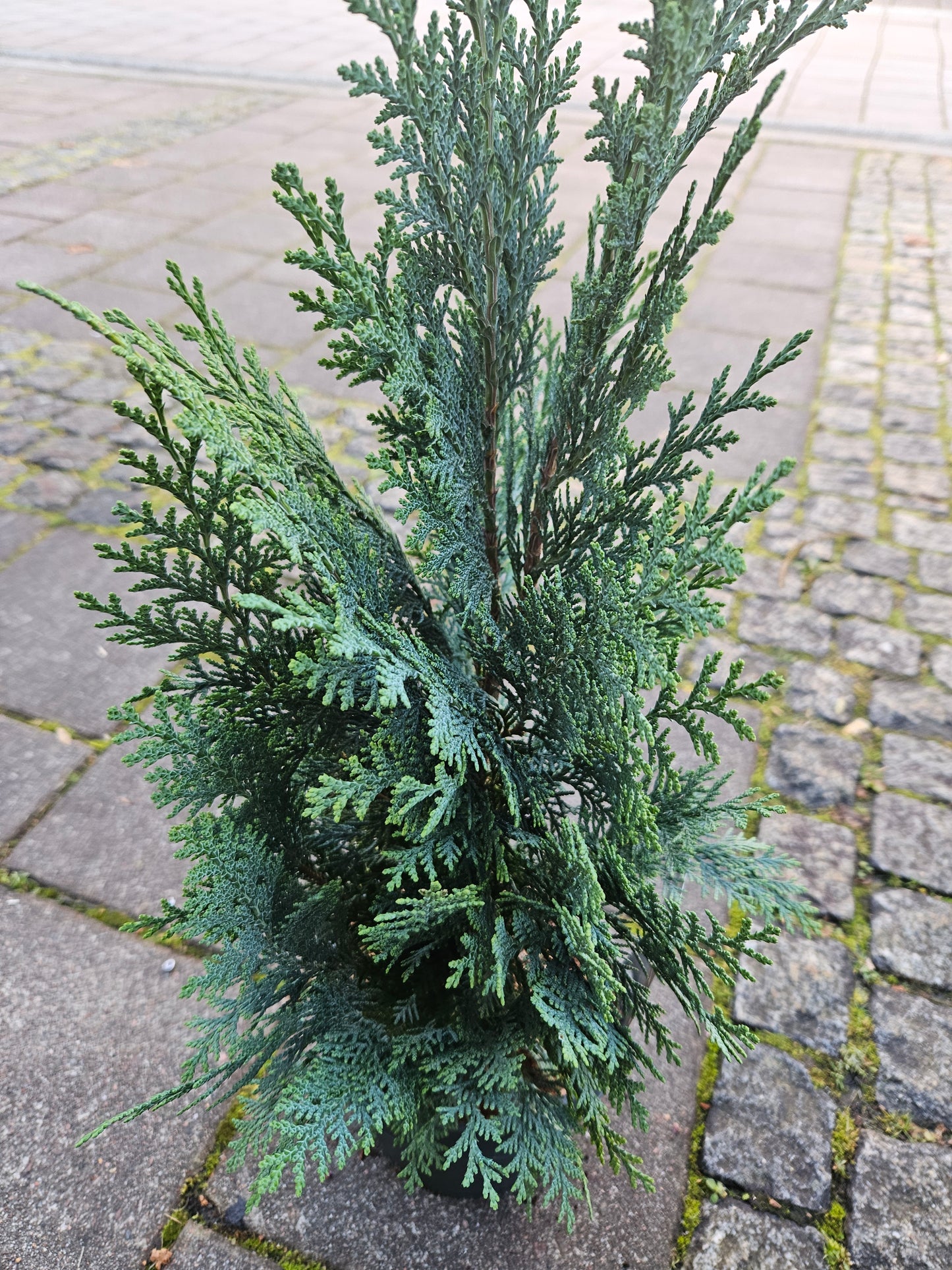 Chamaecyparis