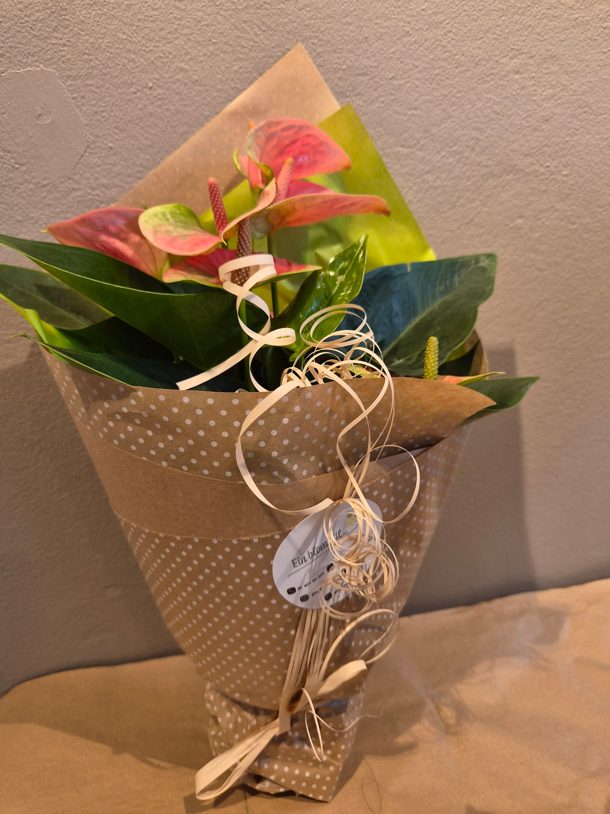 Anthurium rosa