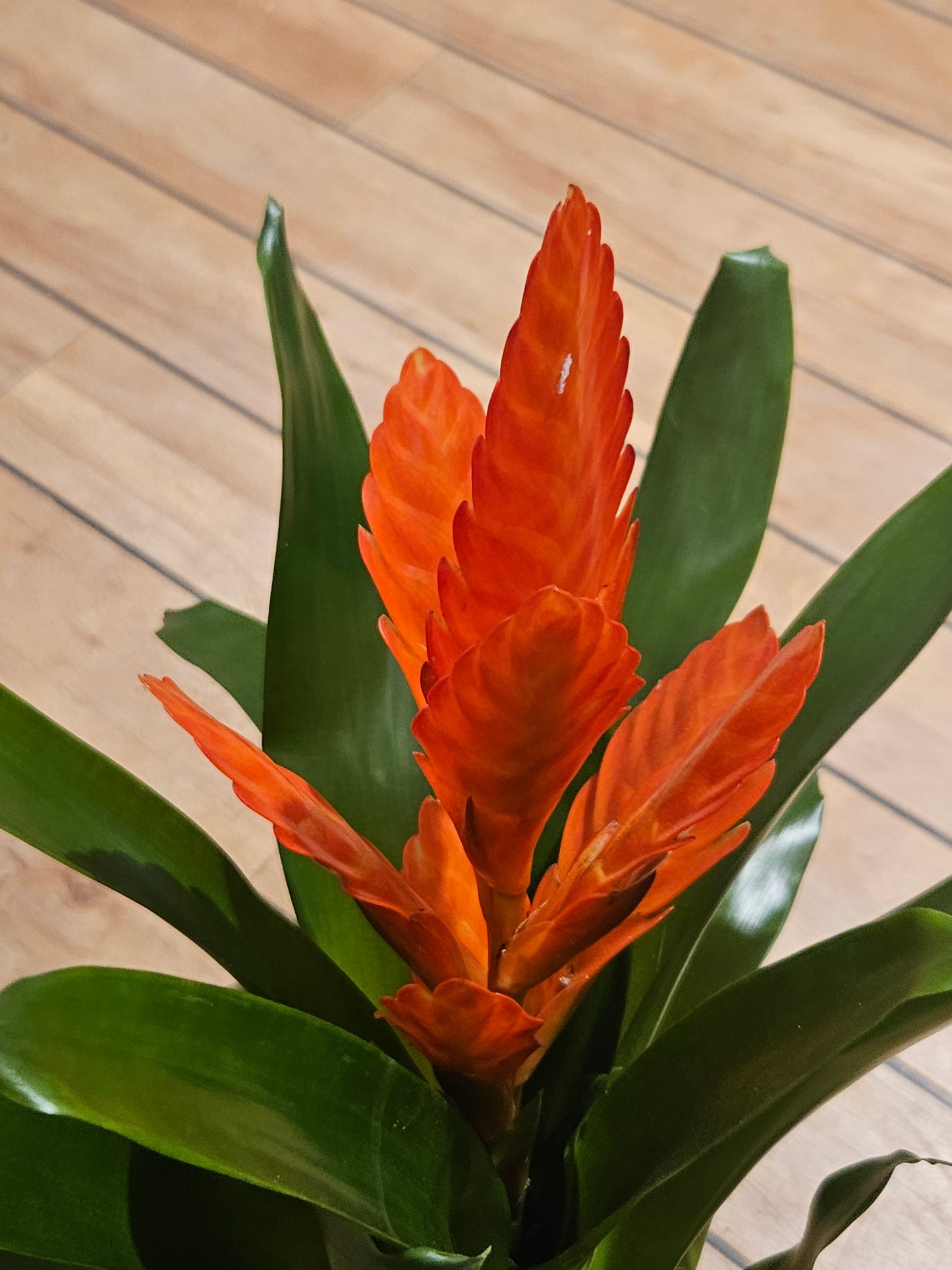 Bromelia