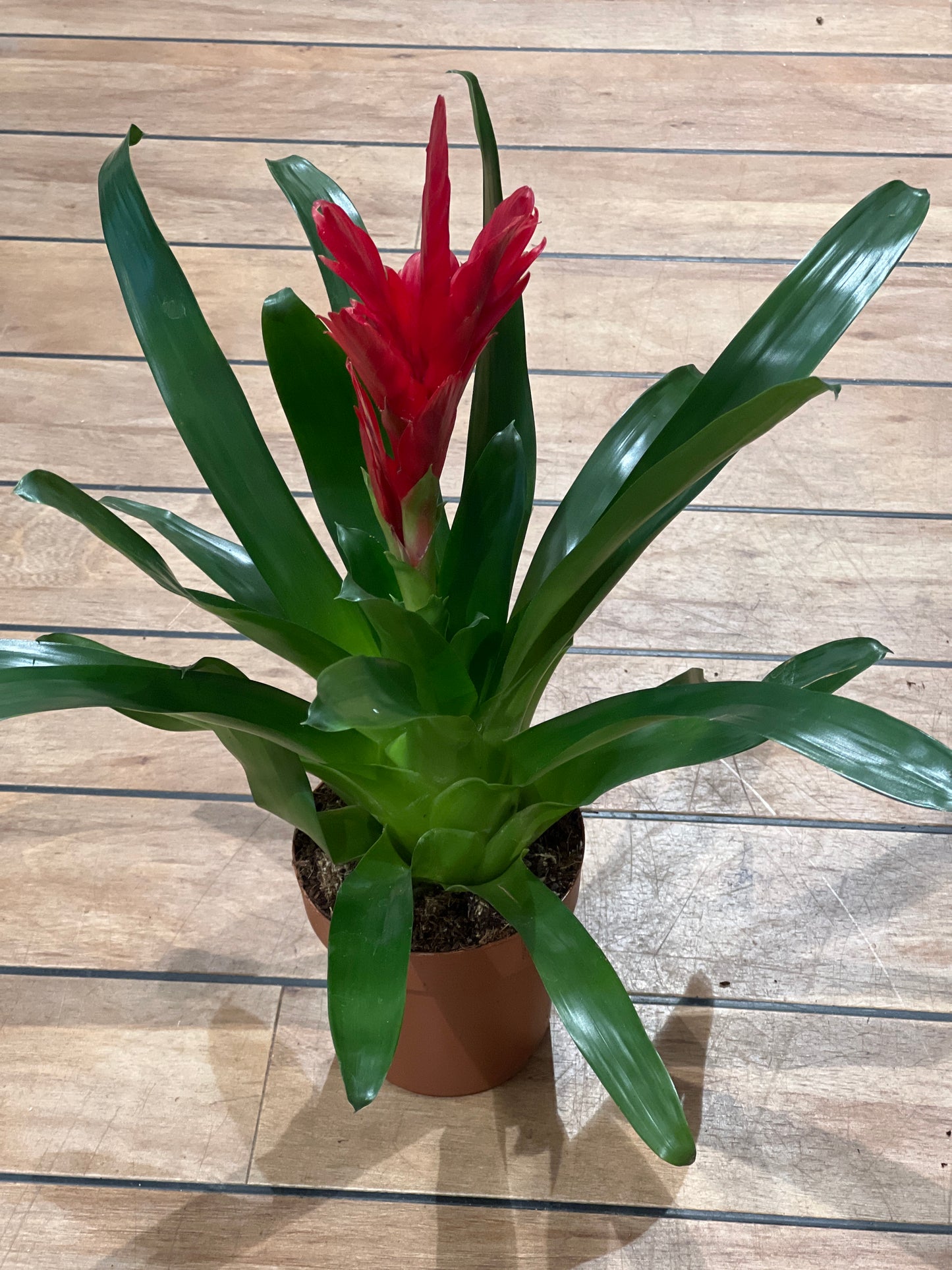 Bromelia