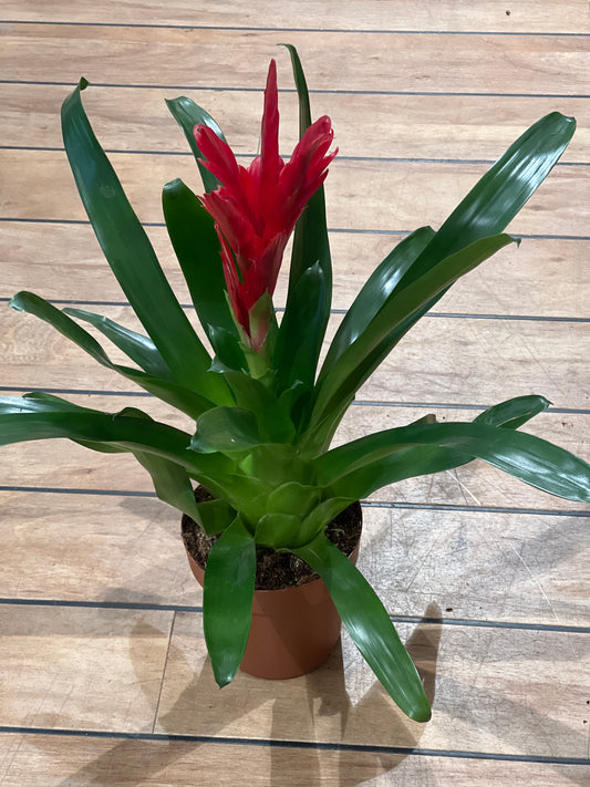 Bromelia