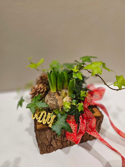 Multiflora svibelgruppe med eføy