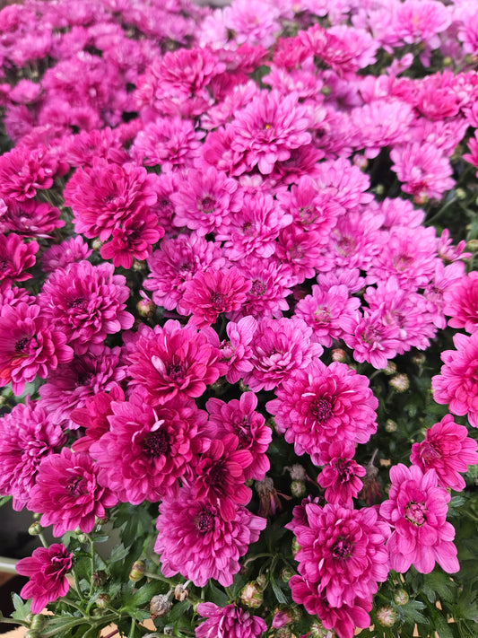 Friland-Chrysanthemum indicum hybrid