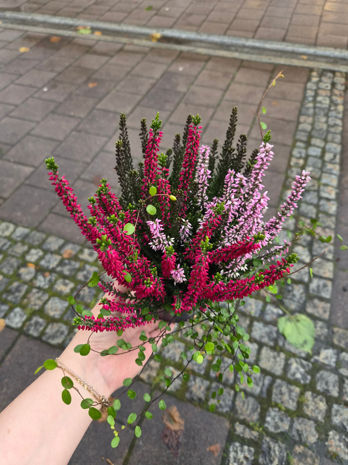 Calluna p11 mix