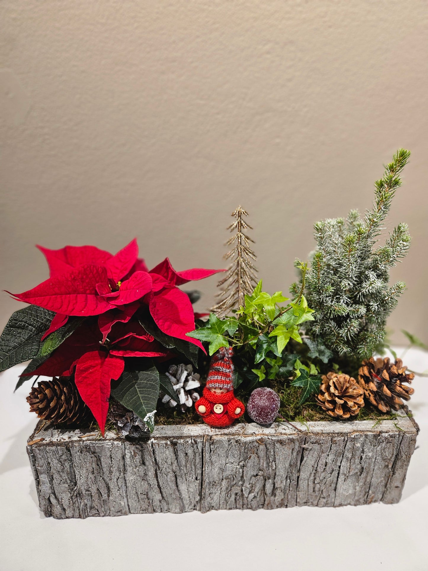 Avlang raud samanplantning med julestjerne