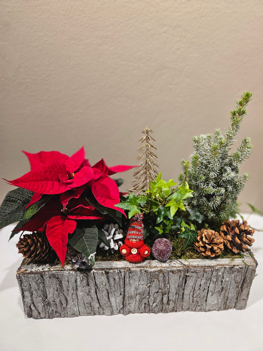 Avlang raud samanplantning med julestjerne