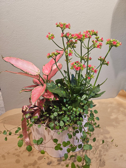 Samanplantning med ildtopp