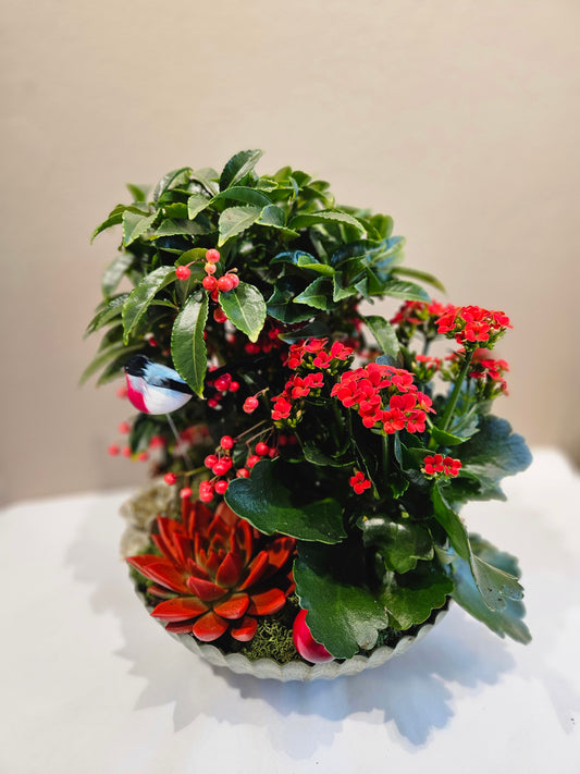 Raud allergivennleg samanplantning stor