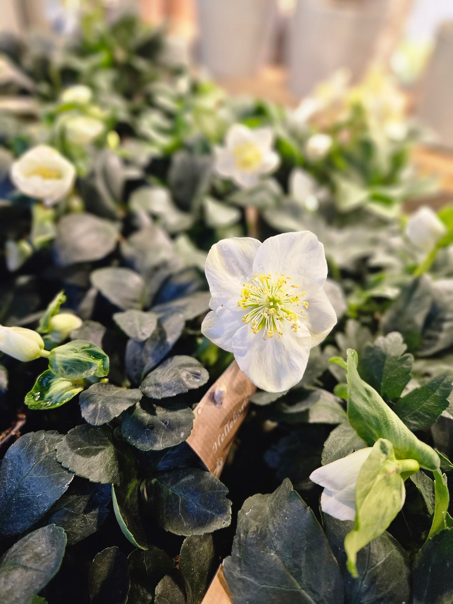 Helleborus Kvit