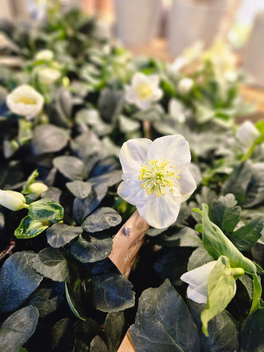 Helleborus Kvit