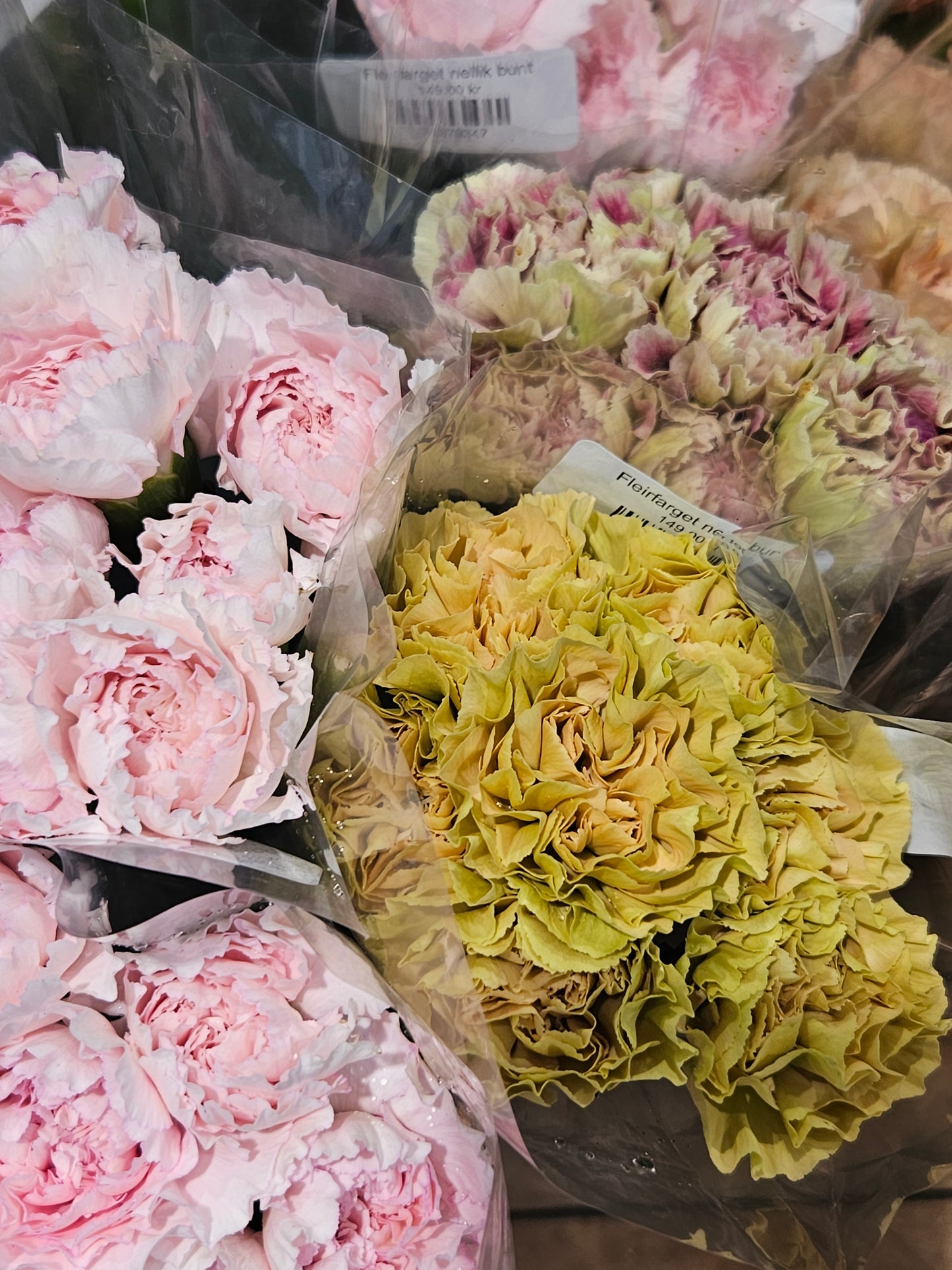 Fleirfarget nellik bunt