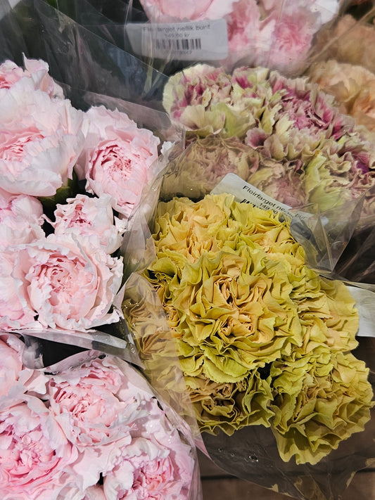 Fleirfarget nellik bunt