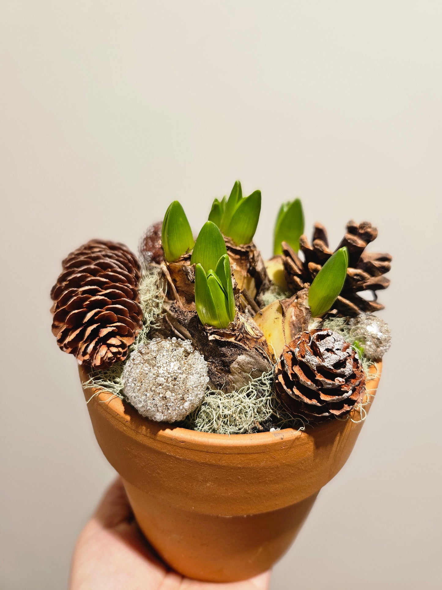 Multiflora pynta svibel i potte