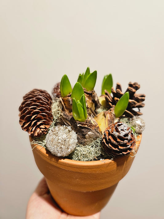 Multiflora pynta svibel i potte