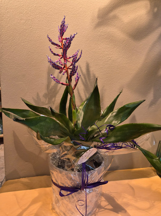 Aechmea 'Blue Rain' med potte