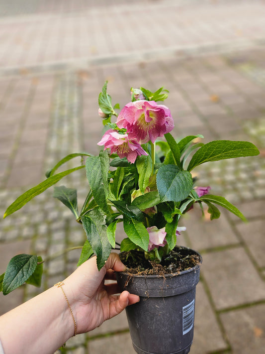 Helleborus hybrid