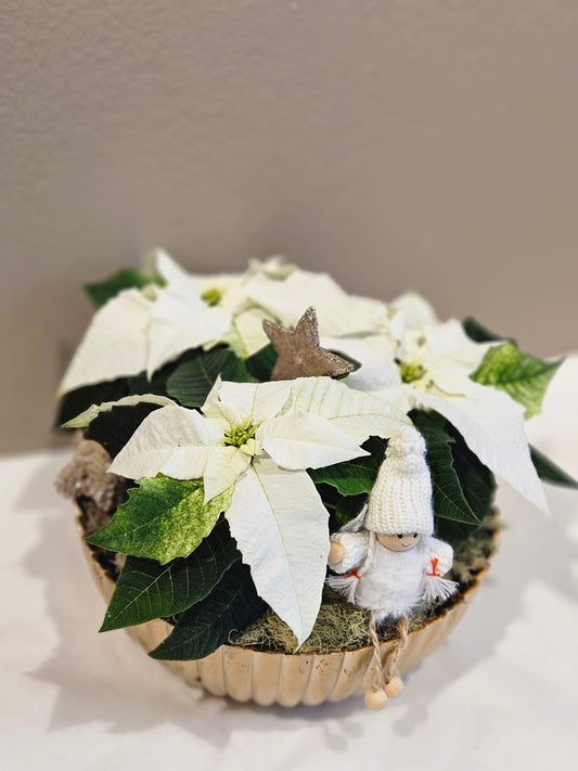 Samanplantning med kvit mini julestjerne