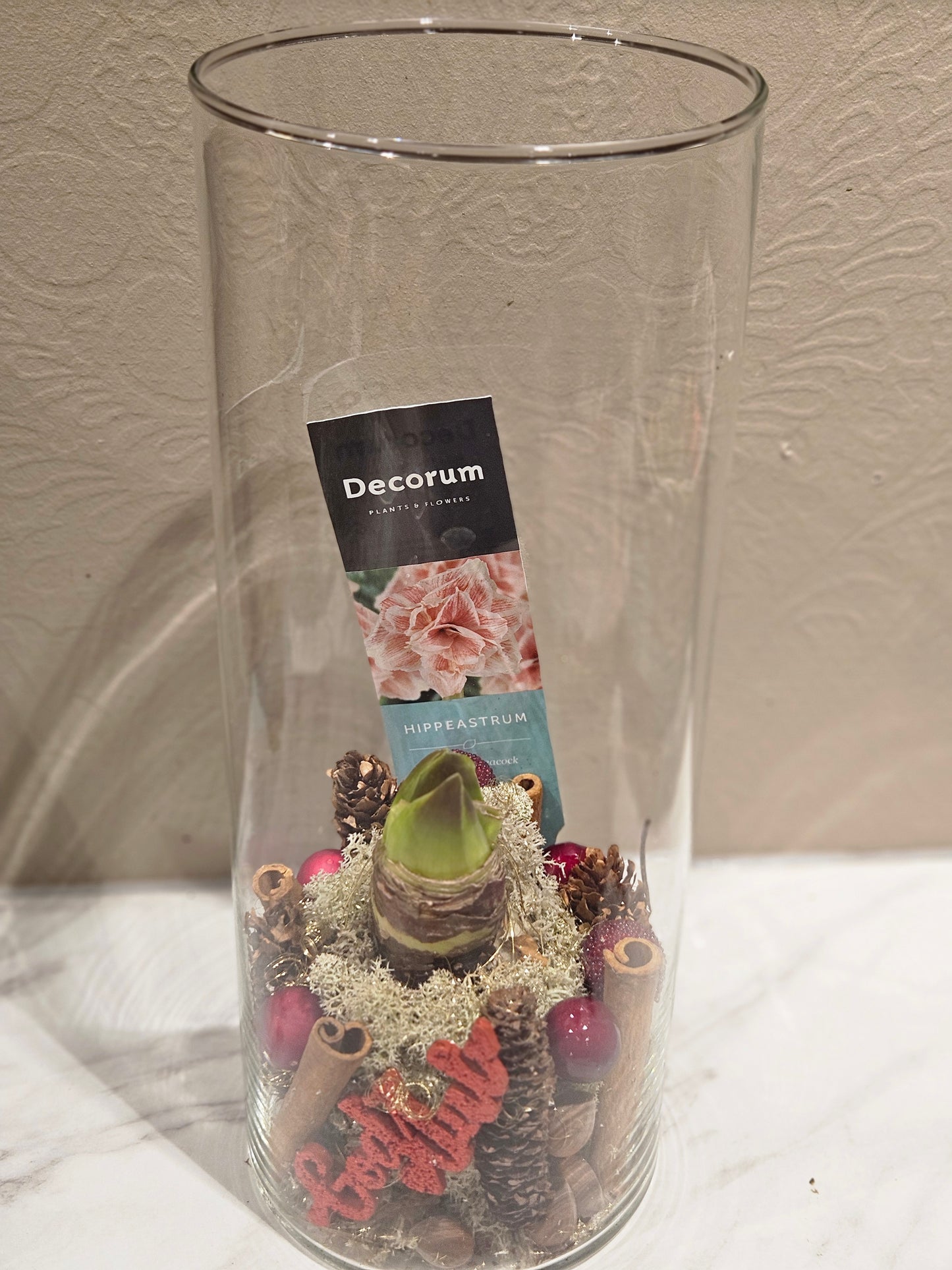 Pynta Amaryllis med glassvase