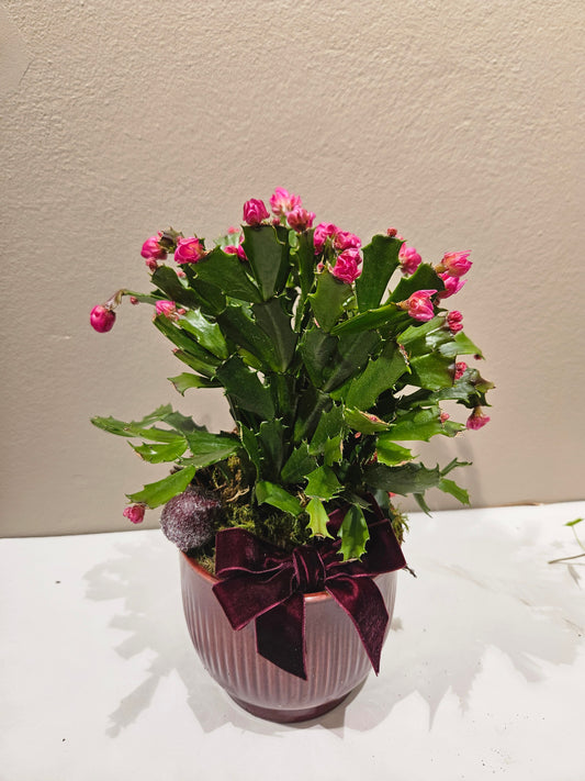 Pynta novemberkaktus med krukke