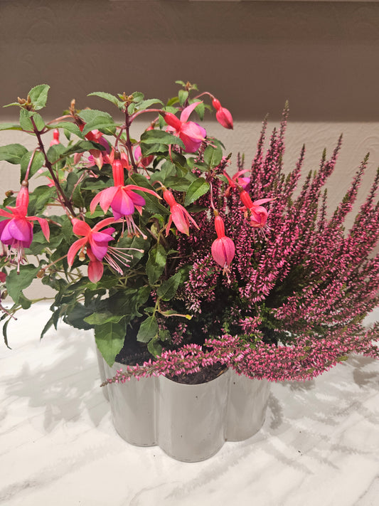 Samanplantning fuksia og lyng