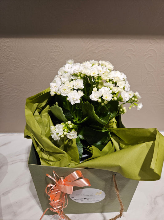 Kvit ildtopp med kvit potte