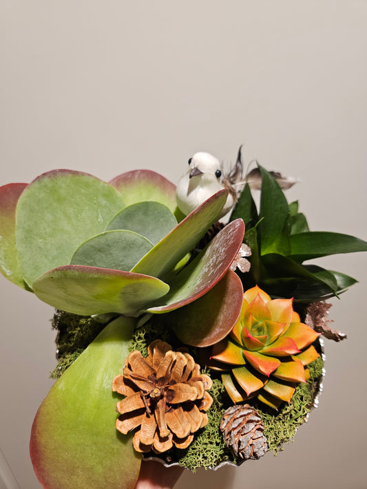 Allergivennleg festsamanplanting