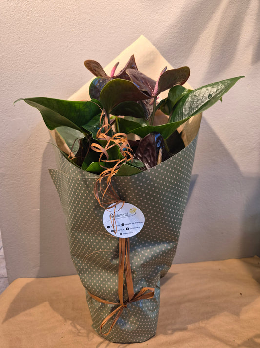 Stor burgunder anthurium