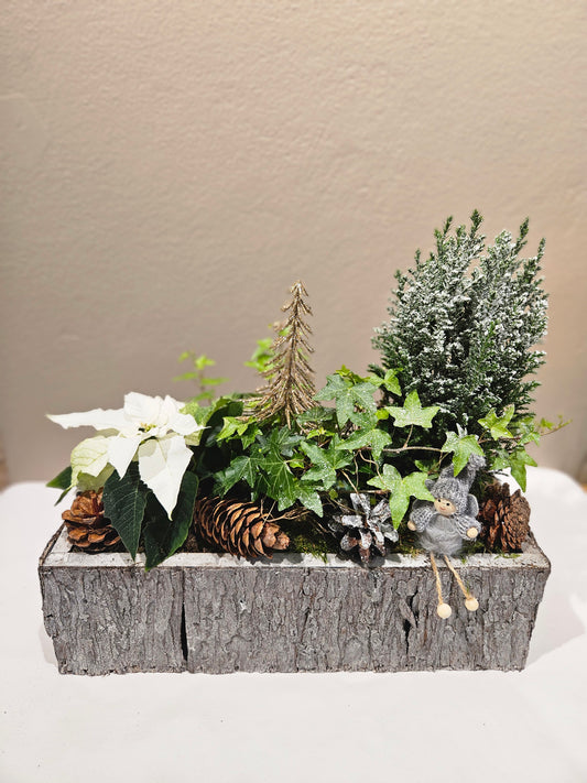 Avlang samanplantning med julestjerne