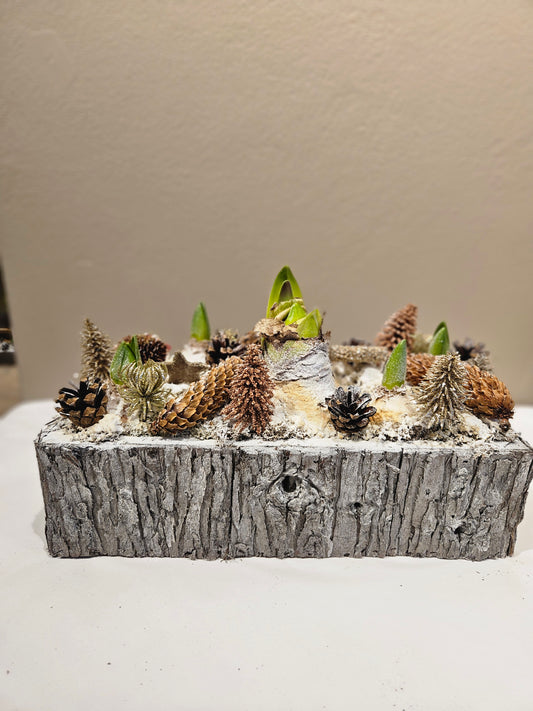 Avlang amaryllis og svibelgruppe