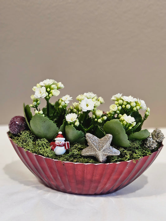 Allergivennleg samanplantning med kvite iltopp