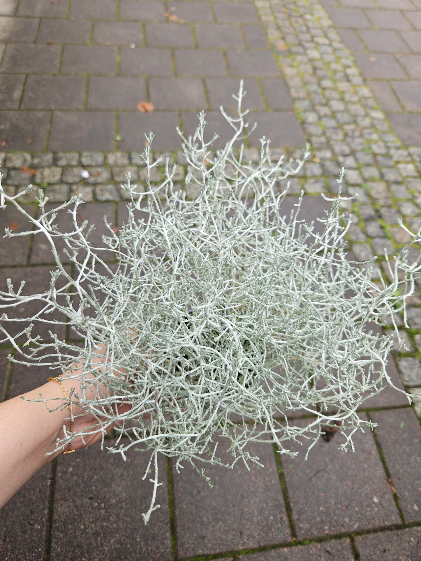 Calocephalus Brownii