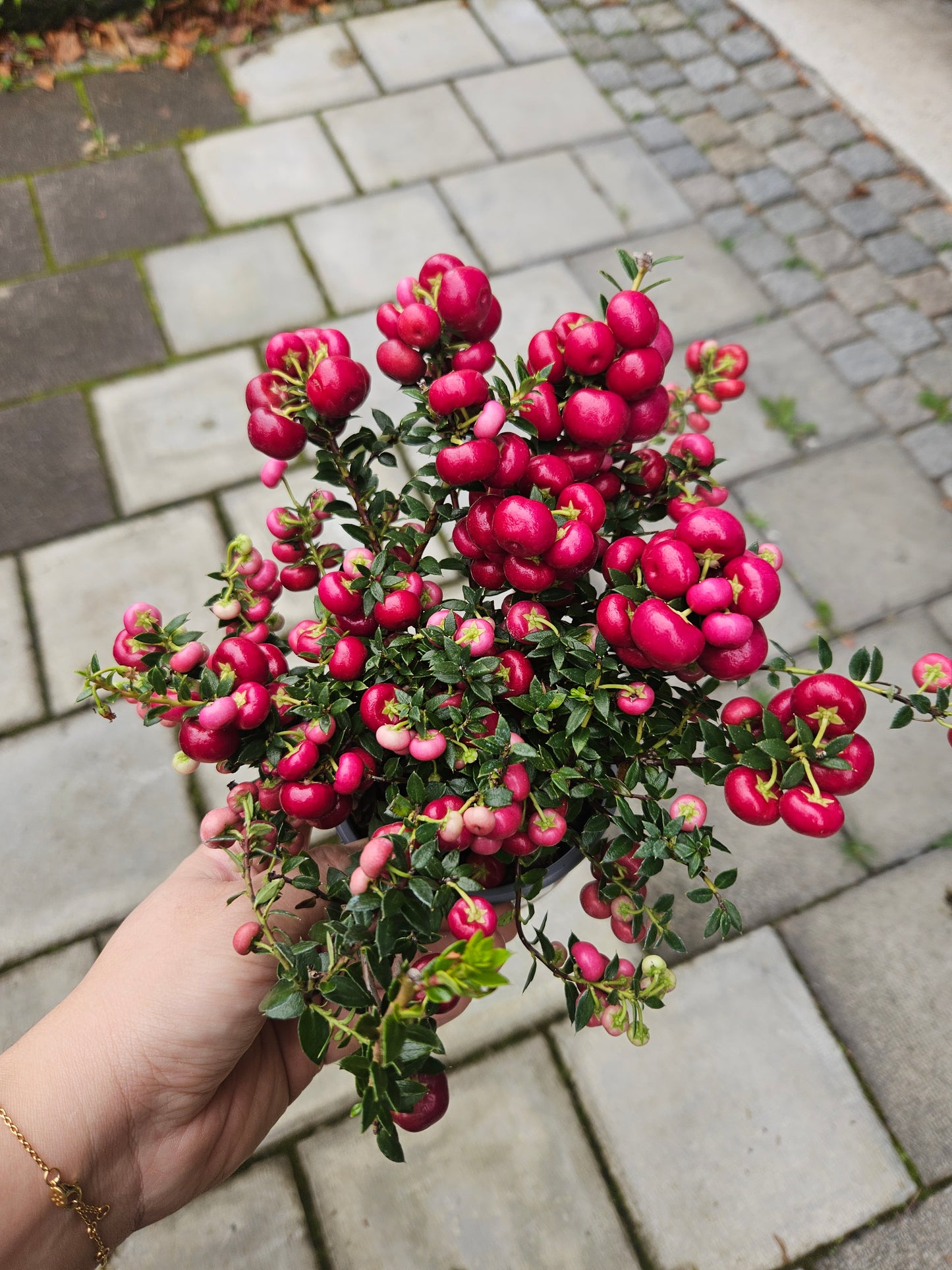 Gaultheria mucronata - Pernettya