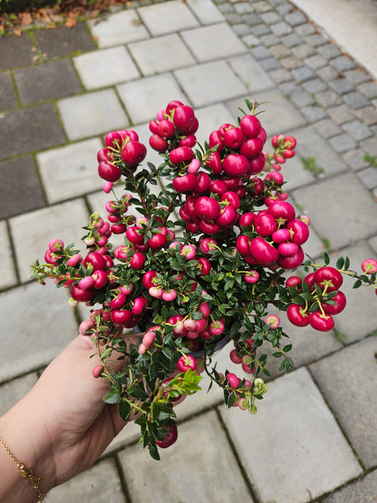 Gaultheria mucronata - Pernettya