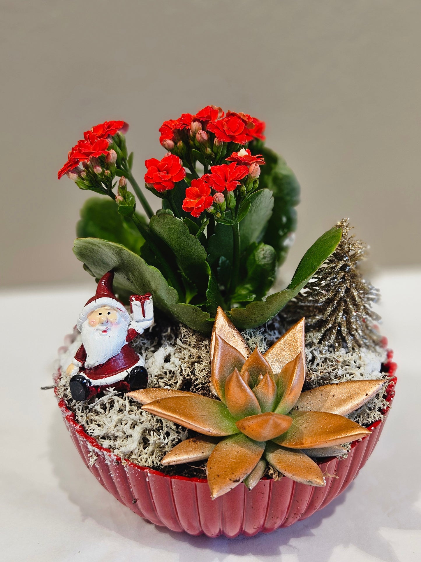 Raud mini allergivennleg samanplantning