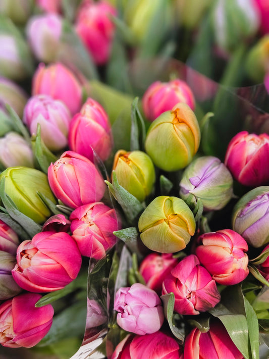 Kjærleiktulipanar mix