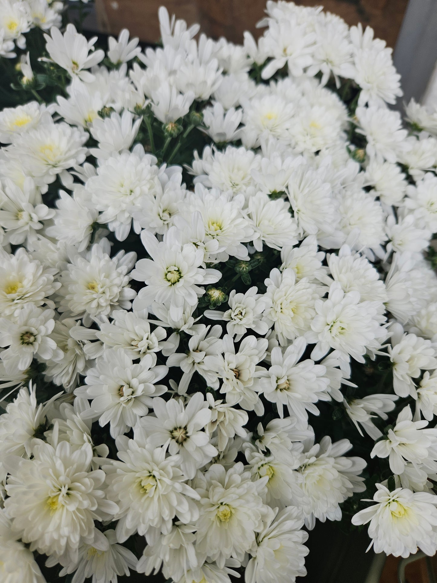 Chrysanthemum indicum hybrid - Friland