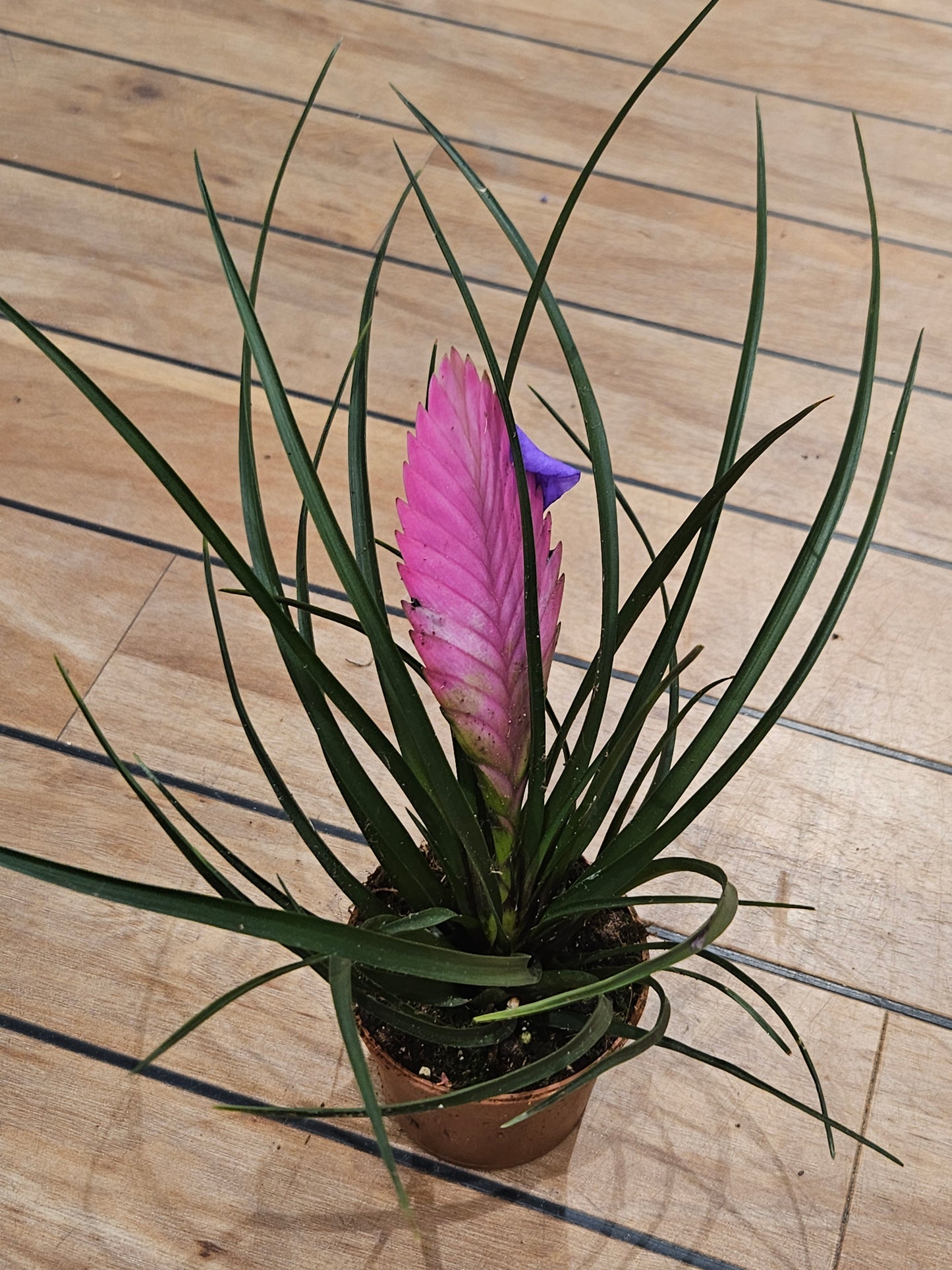 Tillandsia cyanea 'Anita'