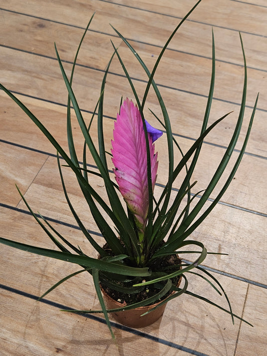 Tillandsia cyanea 'Anita'