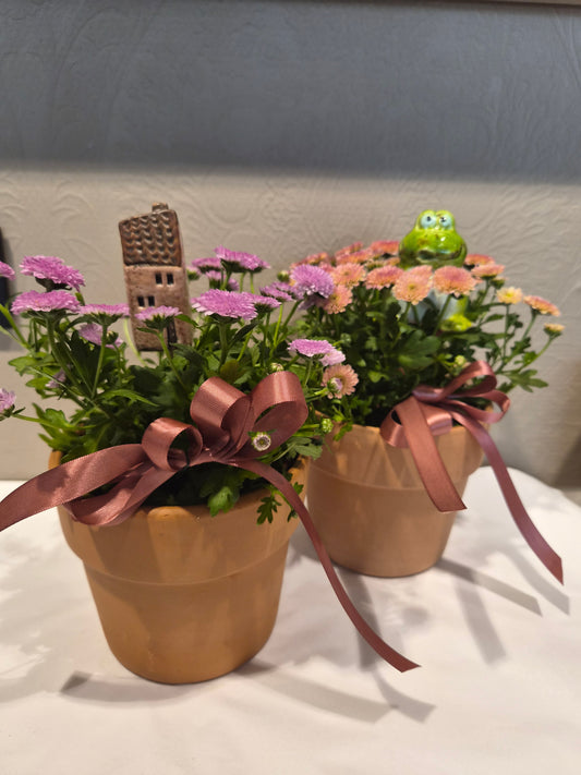 Pynta chrysanthemum i krukke