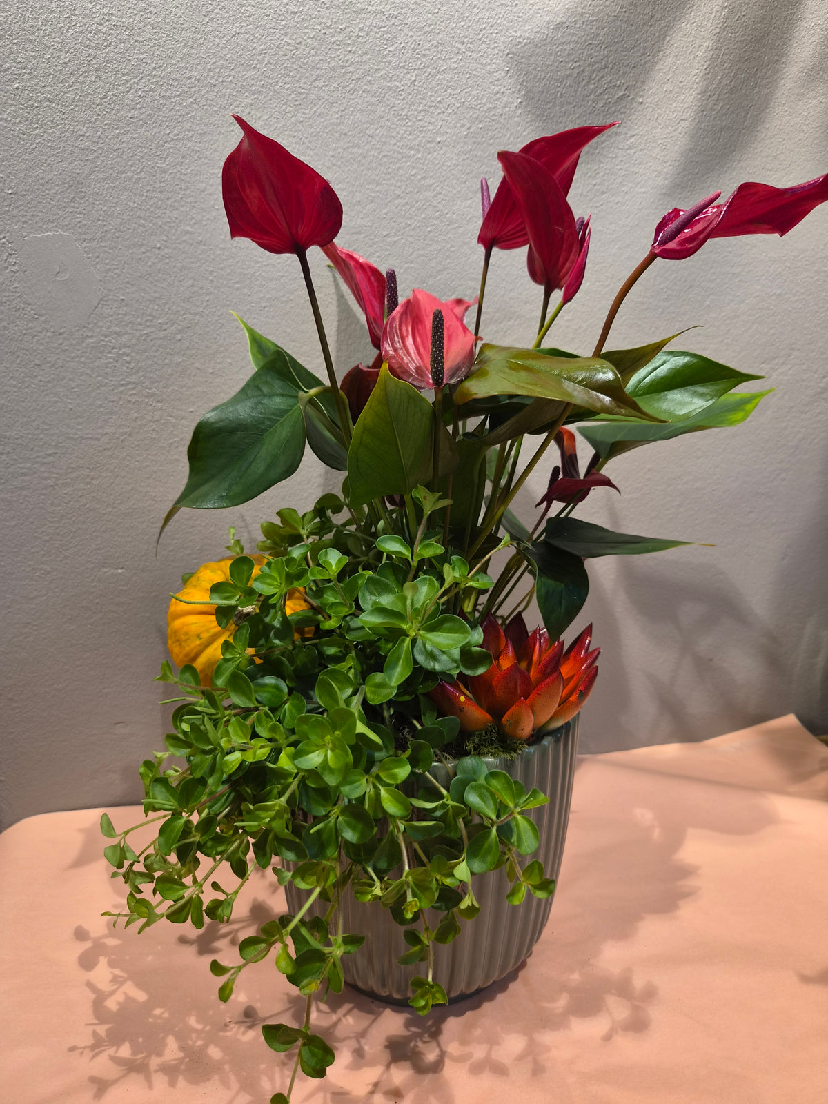 Pynta anthurium i krukke
