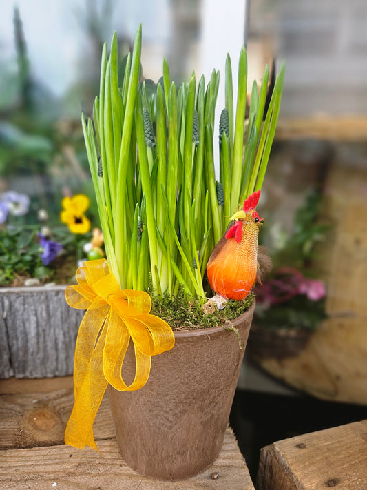 Pynta Muscari med hane