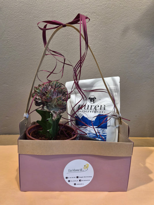 Plante med krukke, kaffe og sjokolade